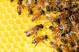 Pollen as a Natural Shield
