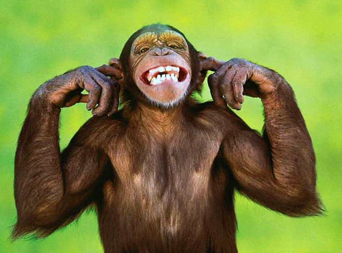 Chimpanzee Brains