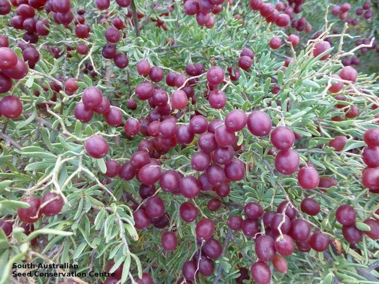 Desert Berry Could Transform Diabetes Treatment