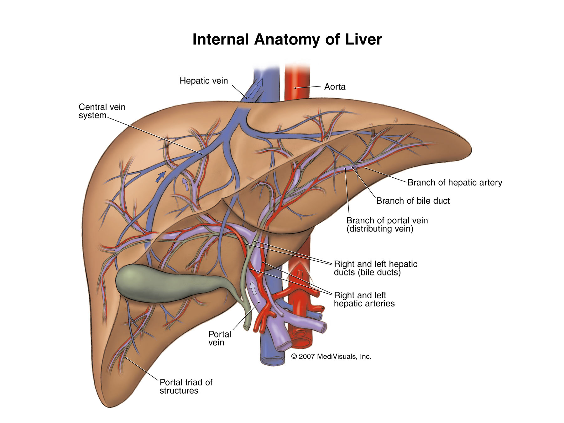 https://www.sgihealth.com/wp-content/uploads/2014/03/liver-disease-71.jpg