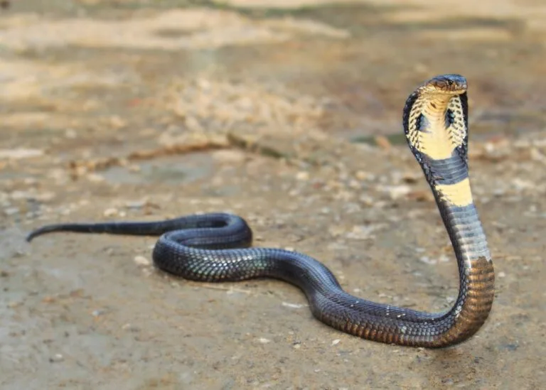 Snake Bites: Alpaca Nanobodies, the New, More Effective and Safe Weapon