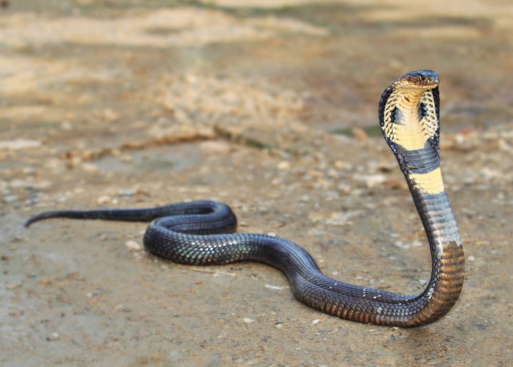 Snake Bites: Alpaca Nanobodies, the New, More Effective and Safe Weapon