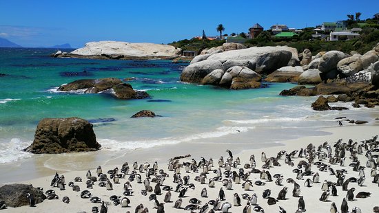 boulders beach penguin